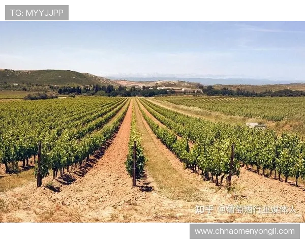 永利足球俱乐部的品牌建设与市场推广策略分析